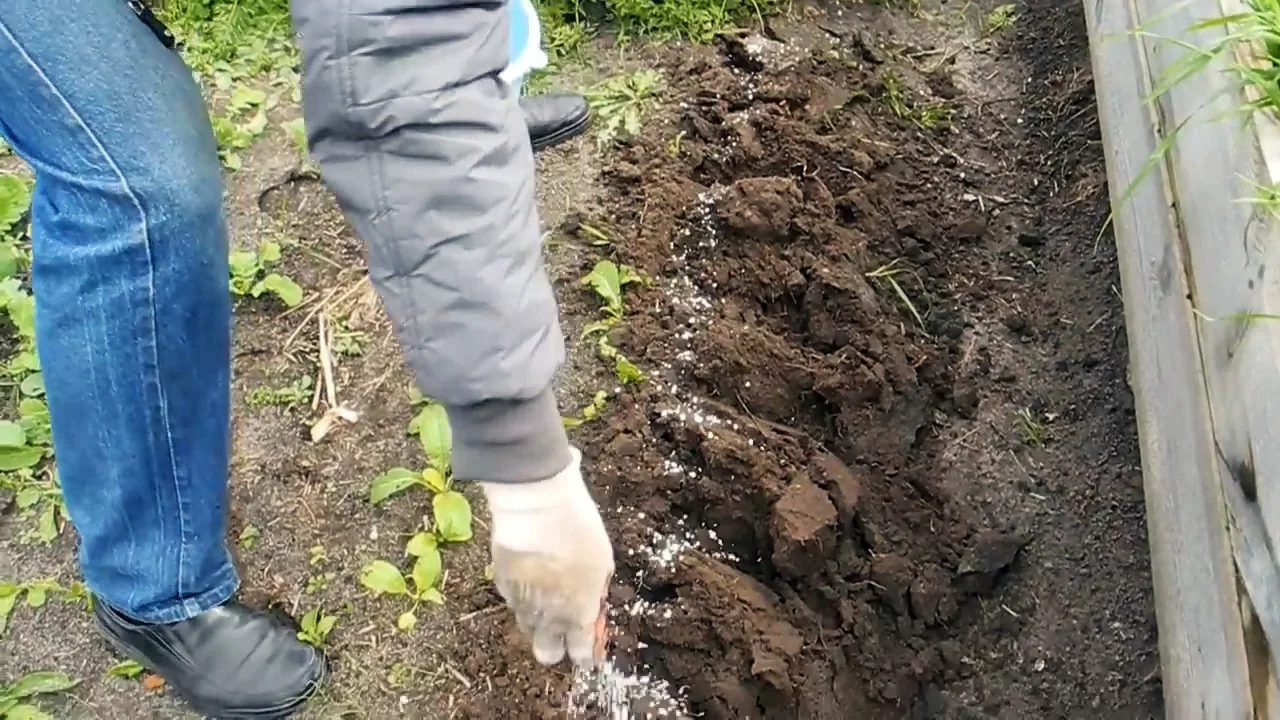 Как вывести медведку навсегда и без затрат
