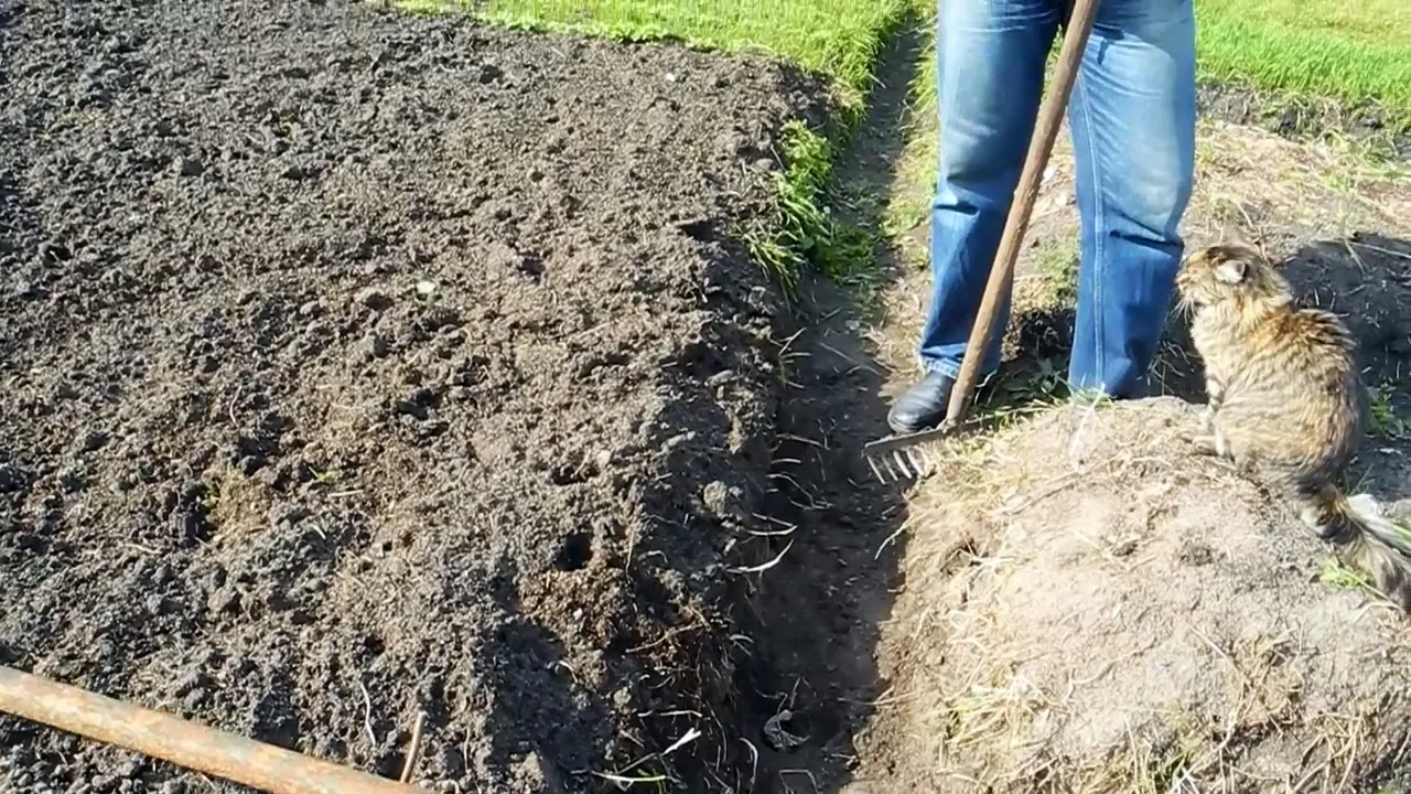 Как вывести медведку навсегда и без затрат