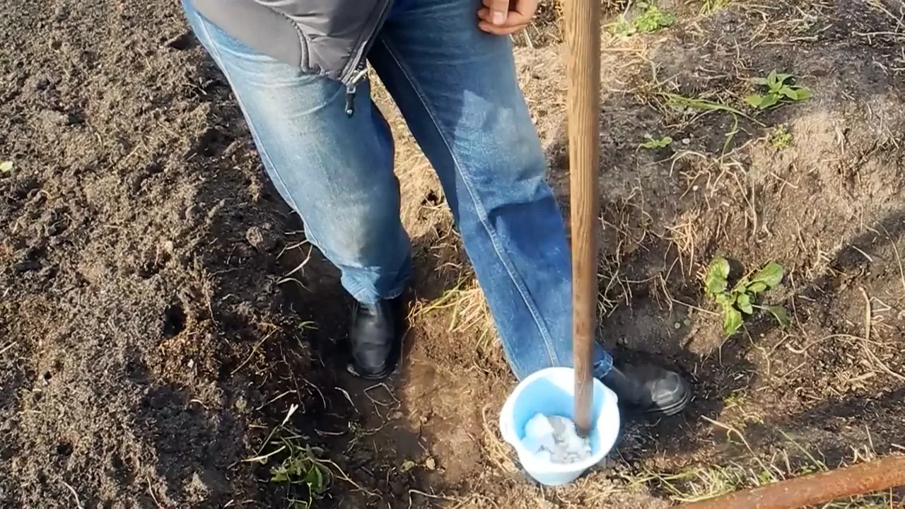Как вывести медведку навсегда и без затрат